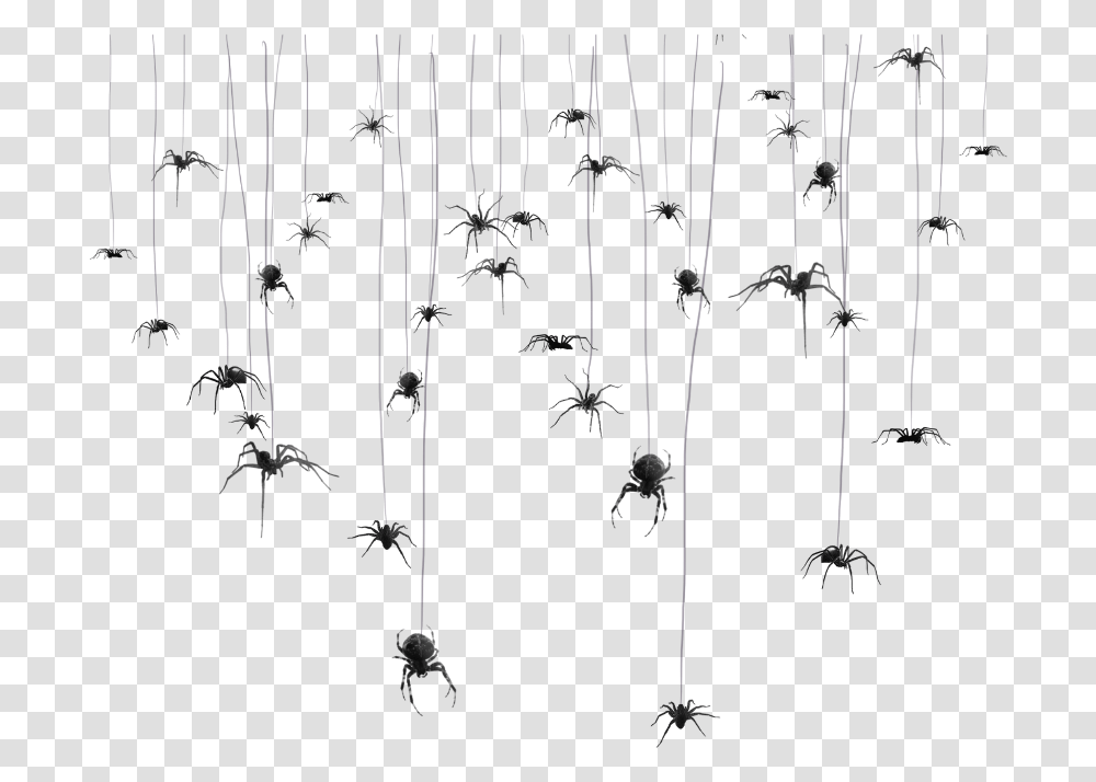 Mq Spider Spiders Spiderweb Hanging Hanger Charadriiformes, Stage, Leisure Activities, Dungeon, Nature Transparent Png