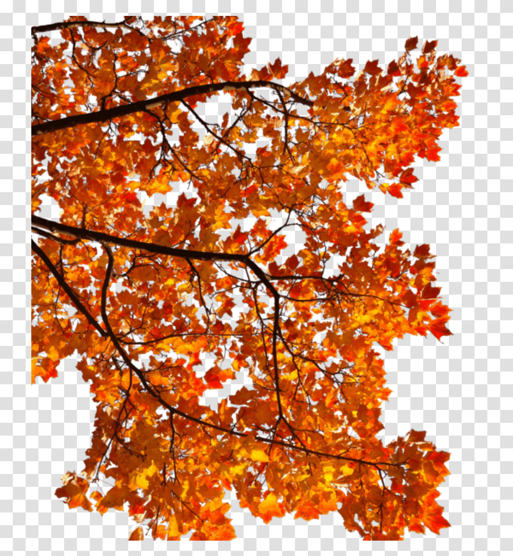 Mq Tree Orange Leaf Autumn Fall, Plant, Maple, Maple Leaf, Suit Transparent Png