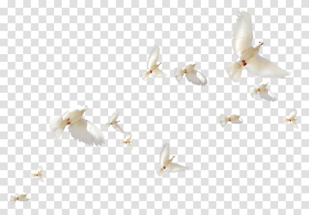 Mq White Birds Bird Flying White Birds Flight, Animal, Dove, Pigeon, Cockatoo Transparent Png