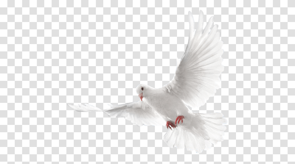 Mq White Dove Bird Birds Animal Animals Two Doves, Pigeon Transparent Png