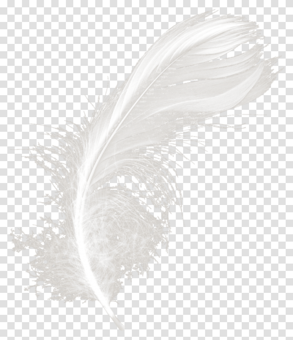 Mq White Feather Feathers Monochrome, Bird, Animal Transparent Png