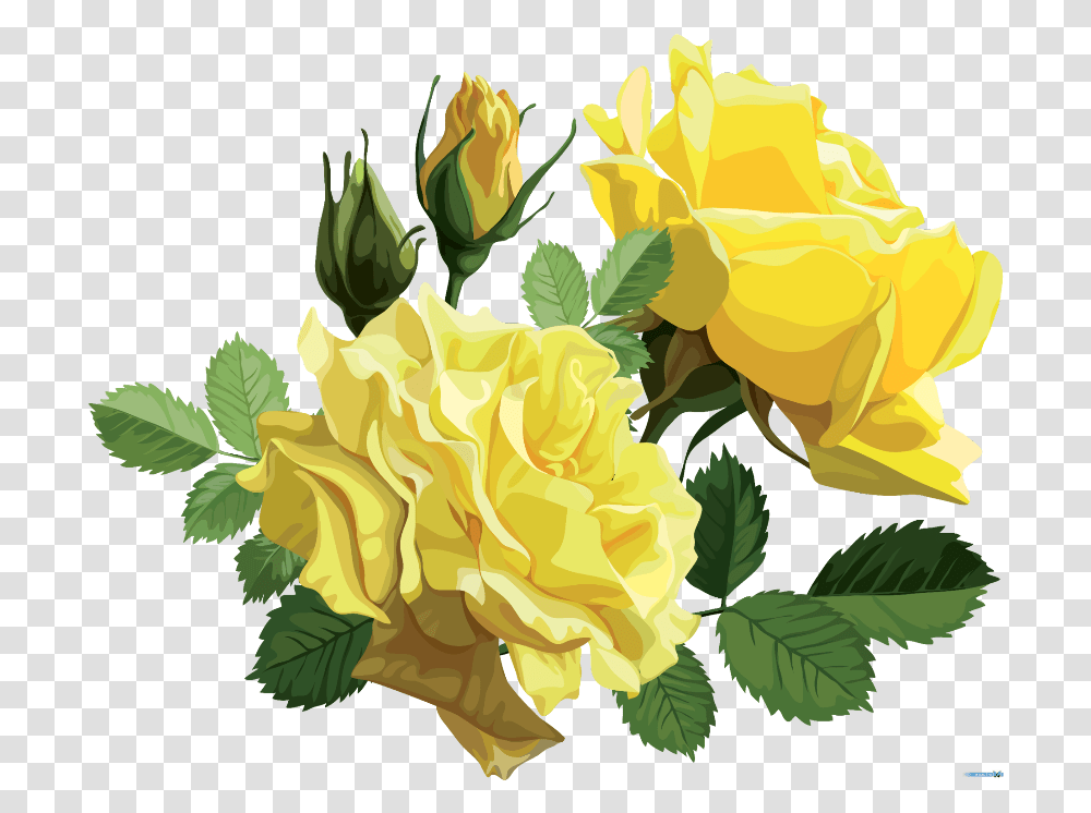 Mq Yellow Roses Rose Flower Yellow Roses, Plant, Blossom, Carnation Transparent Png