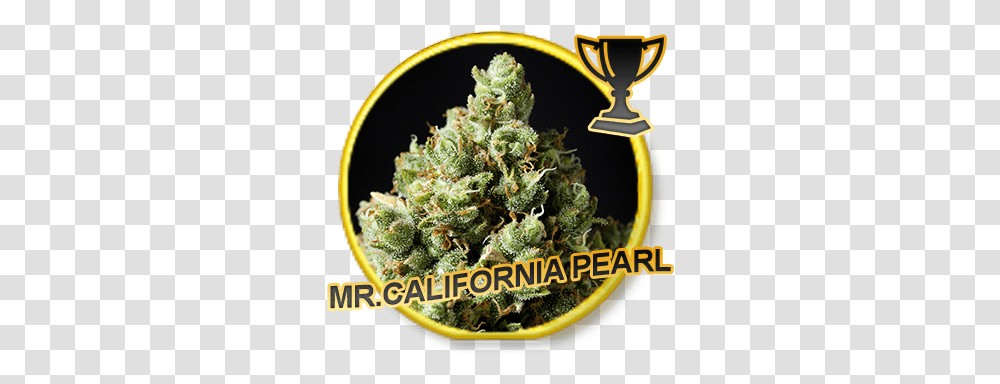 Mr California Pearl California, Plant, Weed, Tabletop, Furniture Transparent Png