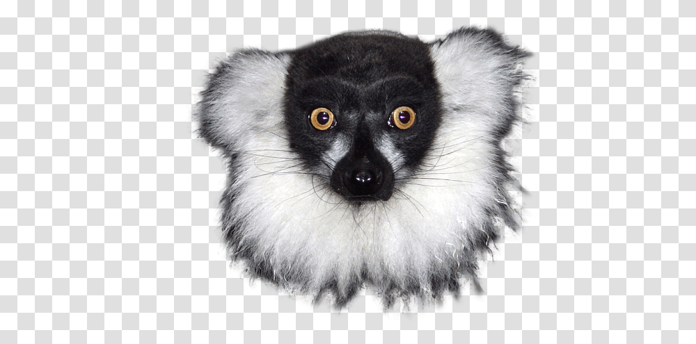 Mr Lemur Shirt Lemur With No Background, Wildlife, Mammal, Animal, Dog Transparent Png