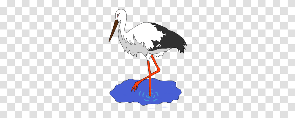 Mr Stork White Stork Crane Download, Bird, Animal, Pelican, Beak Transparent Png