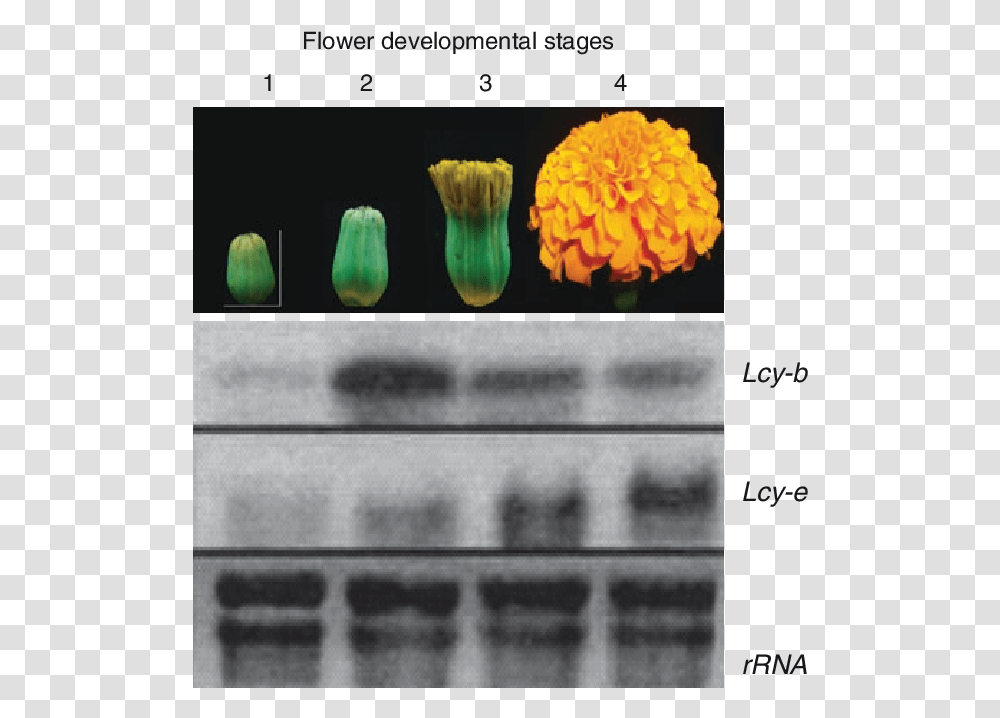 Mrna Analysis In Developing Flowers Of Marigold Stages Of A Marigold, Plant, Animal, Text, Invertebrate Transparent Png
