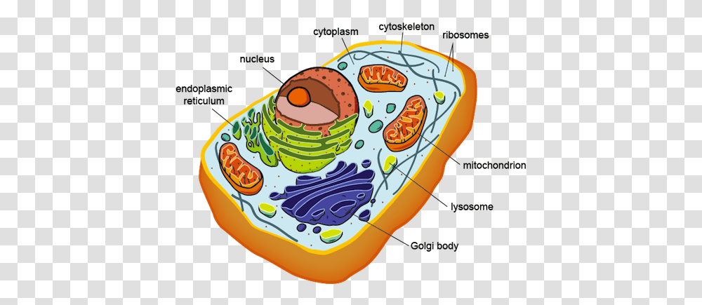 Mrs Lopezs Biology Class Chapter, Food, Plant, Birthday Cake Transparent Png