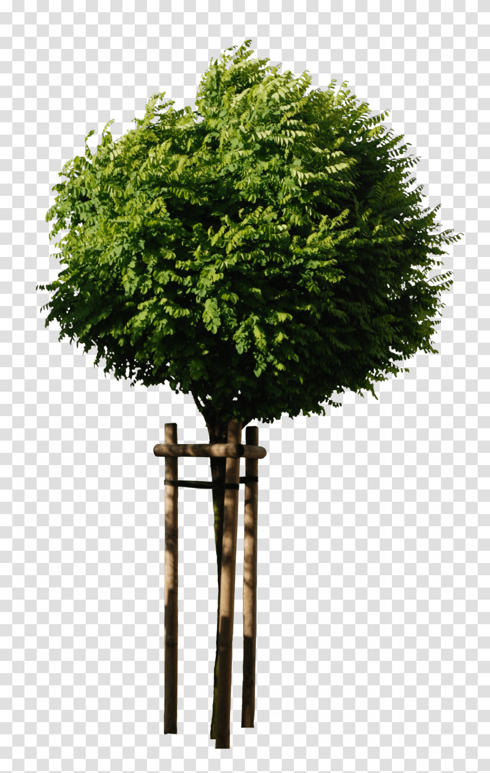 MTitle Free Download Trees0014 MData Trees With No Background, Plant, Conifer, Bush, Vegetation Transparent Png