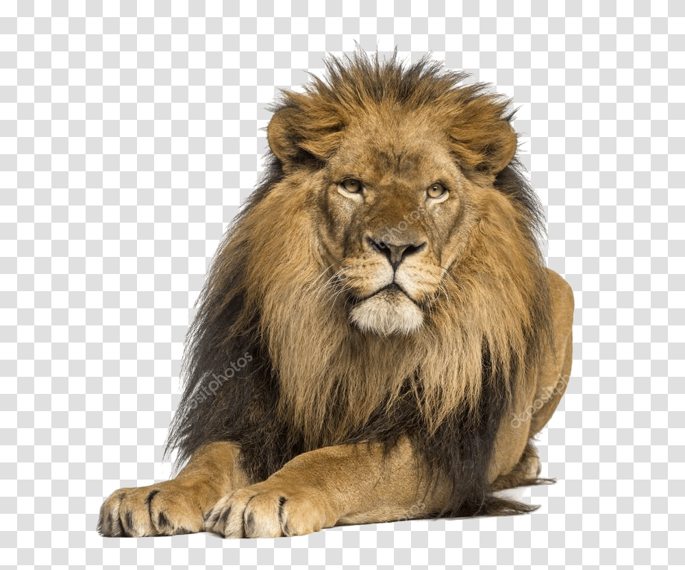 Much Does A Gold Bar Weigh, Lion, Wildlife, Mammal, Animal Transparent Png