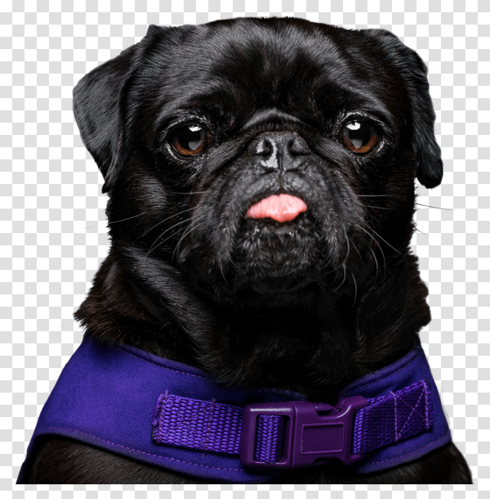 Muffinpug Rescue, Dog, Pet, Canine, Animal Transparent Png