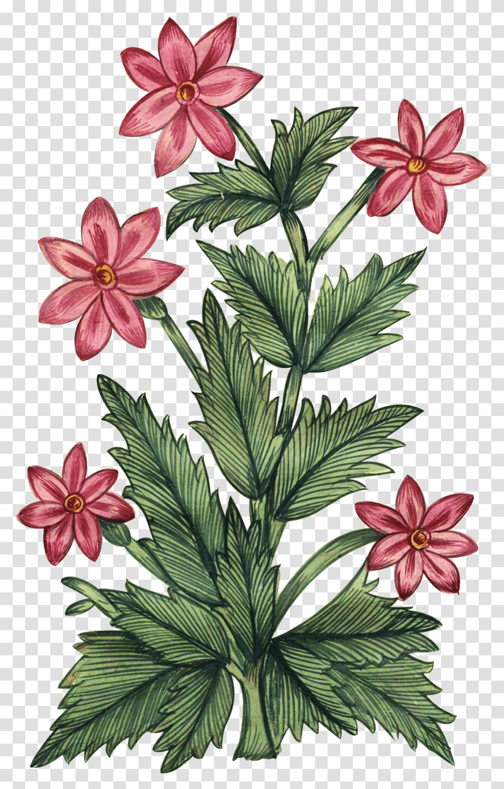 Mughal Floral Art, Plant, Flower, Tree, Geranium Transparent Png