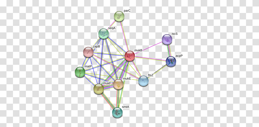 Mukb Protein Circle, Network, Diagram Transparent Png