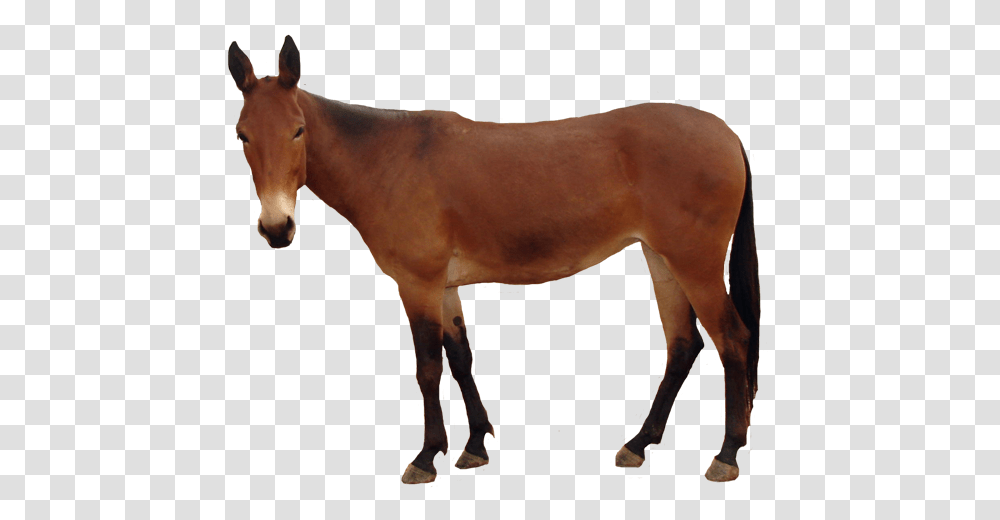 Mule 1 Image Horse, Mammal, Animal, Colt Horse, Foal Transparent Png