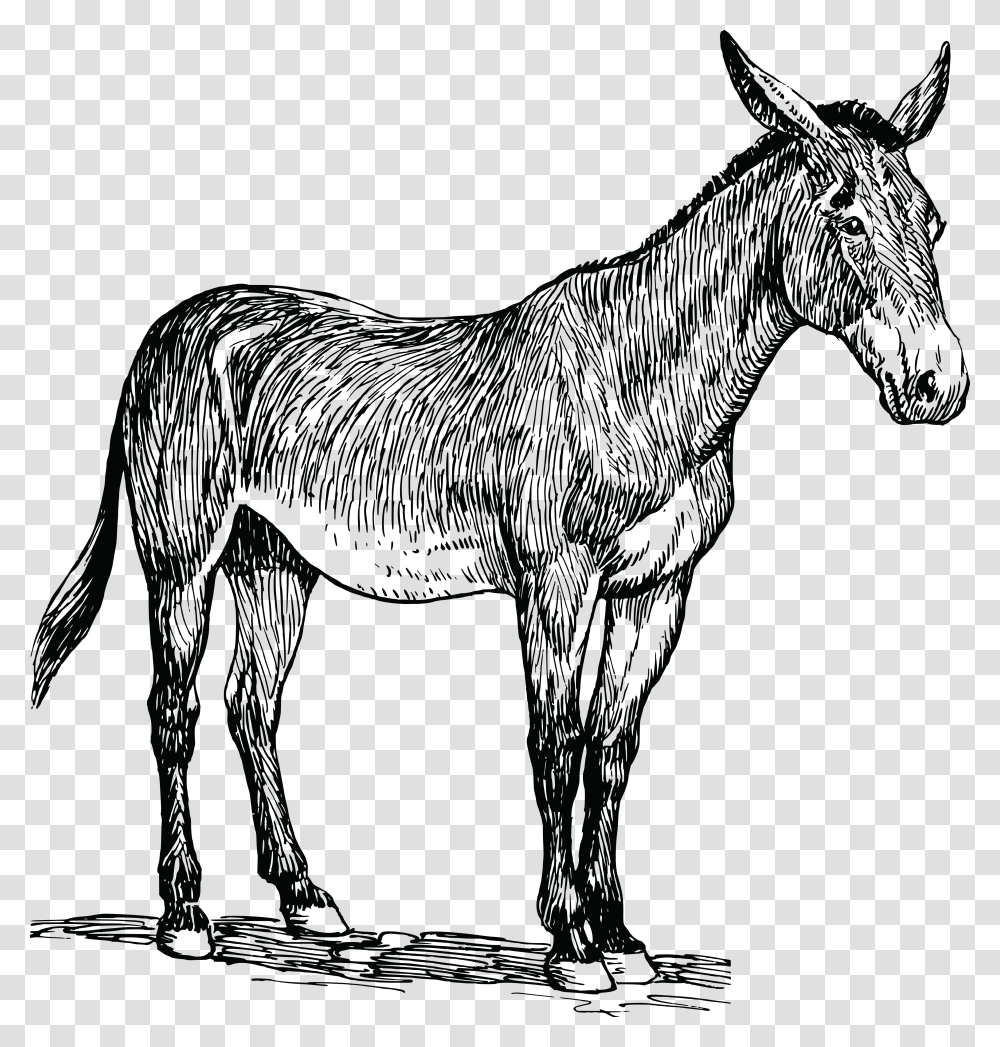 Mule Clip Art Free Images, Donkey, Mammal, Animal, Horse Transparent Png
