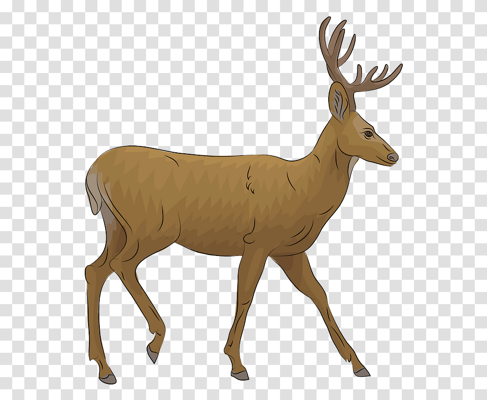 Mule Deer Clipart, Wildlife, Mammal, Animal, Horse Transparent Png