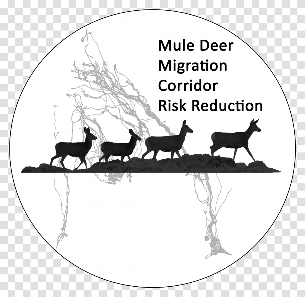 Mule Deer Download Cartoon, Mammal, Animal, Wildlife, Horse Transparent Png