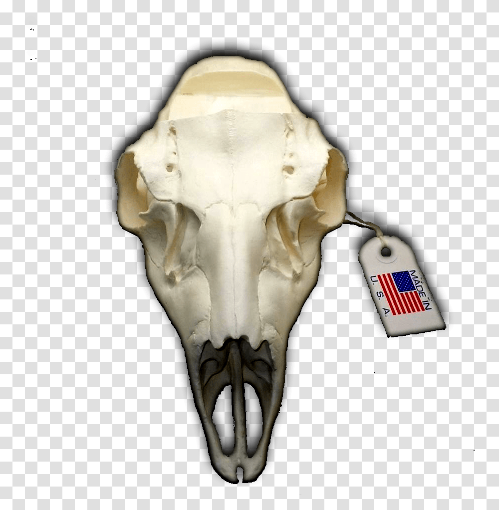 Mule Deer European Replica Skull Mount With Notched Replica European Camo Deer Skull, Jaw, Skeleton Transparent Png