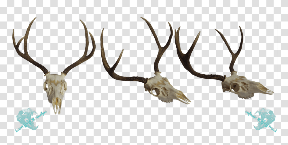 Mule Deer Skull Stock, Antler Transparent Png
