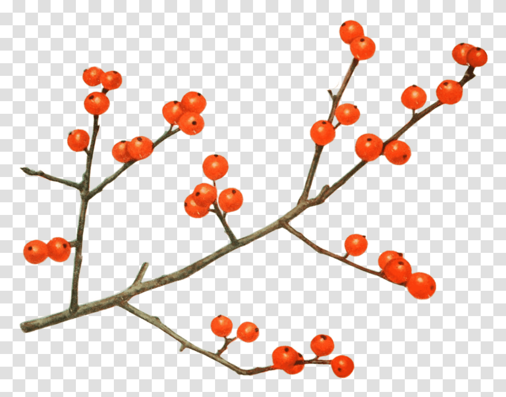 Mulled Wine Clipart Currant, Plant, Fruit, Food, Potted Plant Transparent Png