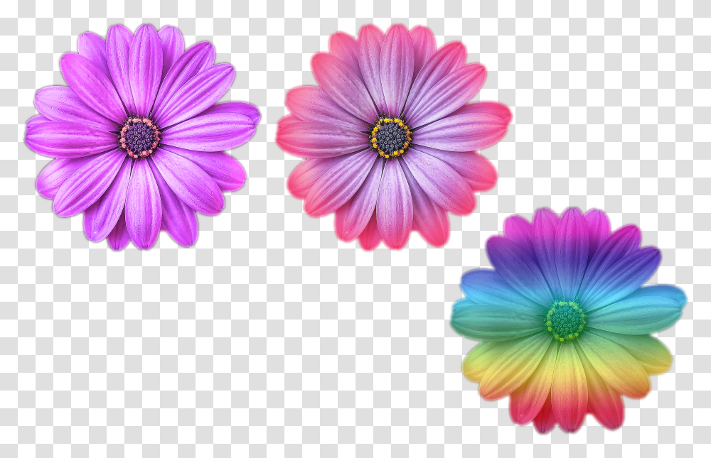 Multi Color Flower Files Purple Purple And Pink Purple Niche Meme Transparent Png