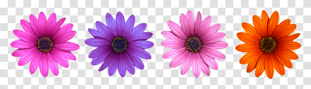 Multi Colour Flower, Plant, Daisy, Daisies, Blossom Transparent Png