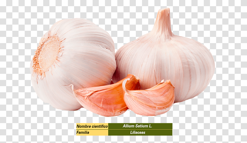 Multi Functional Mini Grater Garlic Press Download Cebola Alho, Plant, Vegetable, Food, Bird Transparent Png