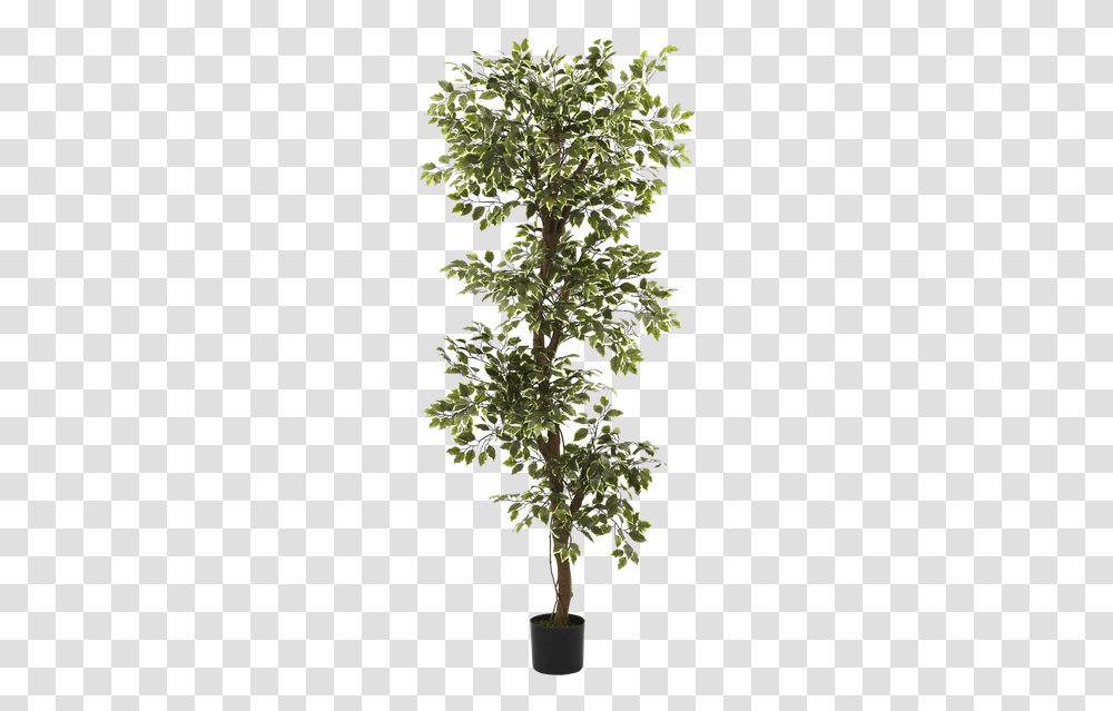 Multi Layer Ficus Tree Bush, Plant, Vegetation, Potted Plant, Vase Transparent Png