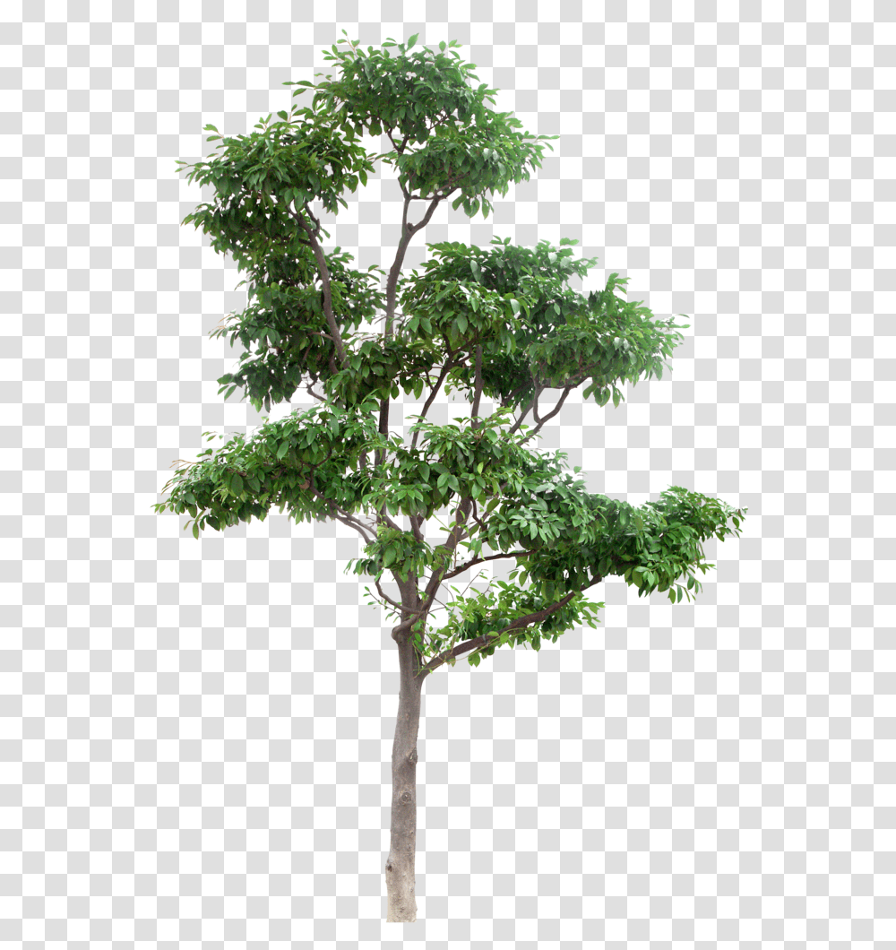 Multi Stem Tree High Resolution Trees, Plant, Potted Plant, Vase, Jar Transparent Png