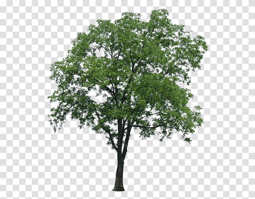 Multi Stem Tree Image With No Arboles Para Renders, Plant, Oak, Sycamore, Maple Transparent Png