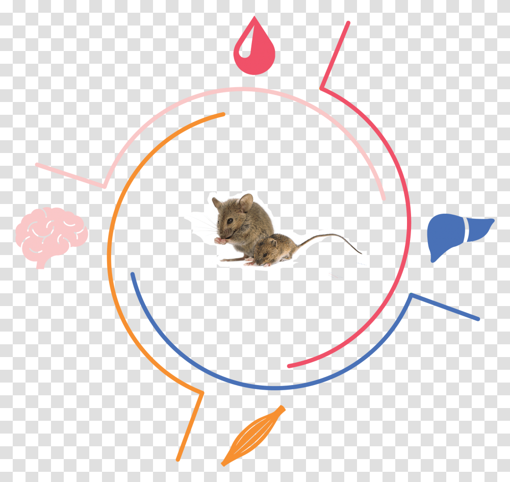 Multi Tissue Kangaroo Rat, Mammal, Animal, Cat, Pet Transparent Png