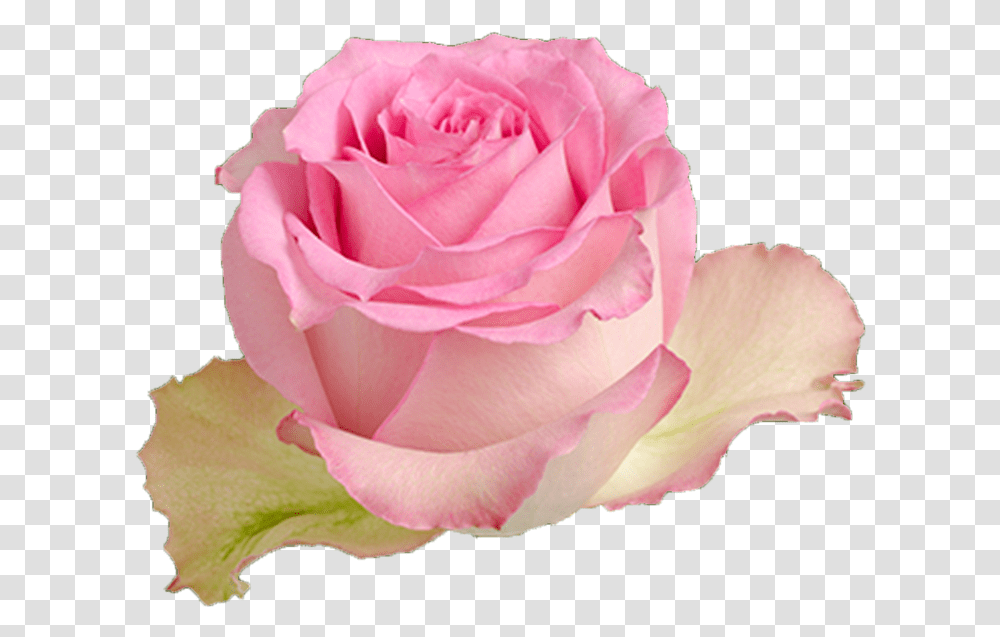 Multicolor Pink Yellow Rose Sweet Unique Roses, Flower, Plant, Blossom, Petal Transparent Png