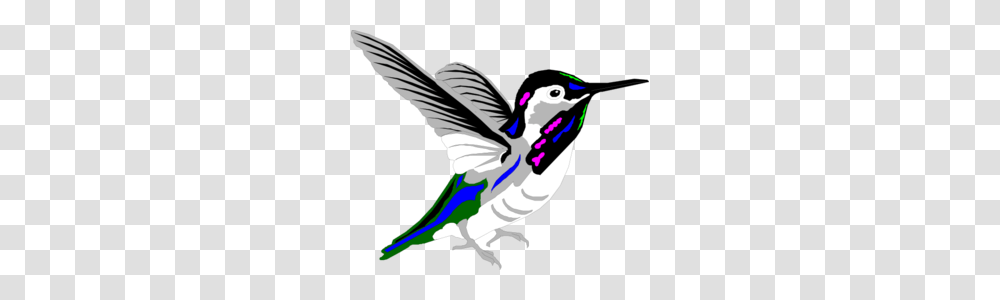 Multicolored Hummingbird Clip Art For Web, Animal, Jay, Flying, Swallow Transparent Png