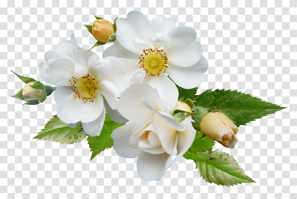 Multiflora Rose White Flowers, Plant, Blossom, Pollen, Petal Transparent Png
