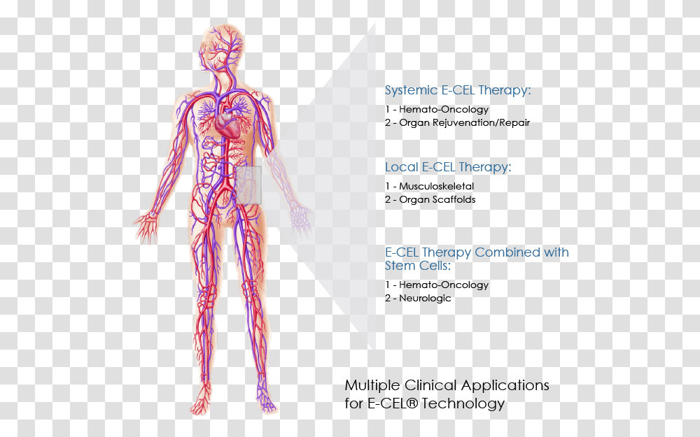 Multiple Clinical Applications For E Cel Technology Human Circulatory System, Person, Skeleton, Veins Transparent Png
