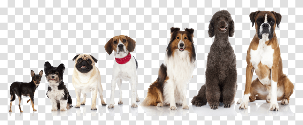 Multiple Dogs Facebook Cover Images Dogs, Pet, Canine, Animal, Mammal Transparent Png