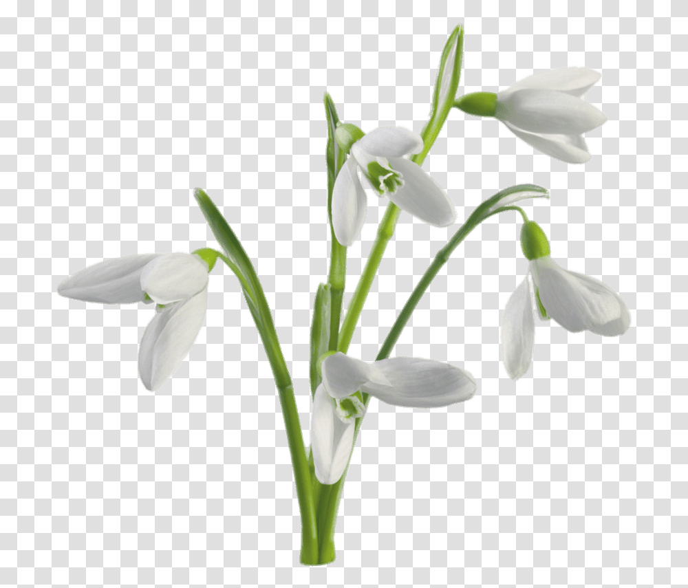 Multiple Snowdrops Flowers Stickpng Snowdrop Flower, Plant, Blossom, Amaryllidaceae, Tree Trunk Transparent Png