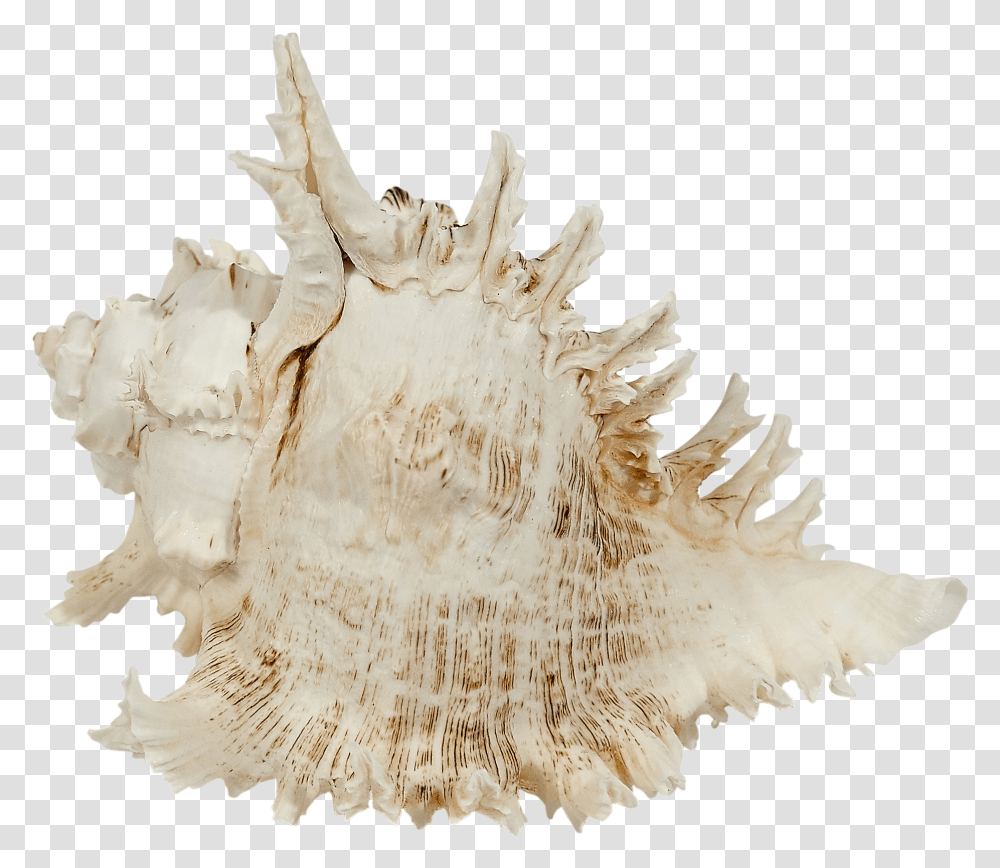 Multiramosus Murex Shell 9 10 Conch, Seashell, Invertebrate, Sea Life, Animal Transparent Png