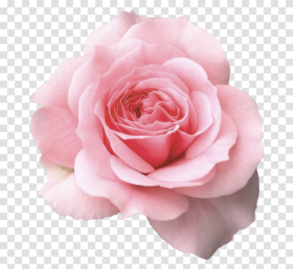 Mum In A Million Rose, Flower, Plant, Blossom, Petal Transparent Png