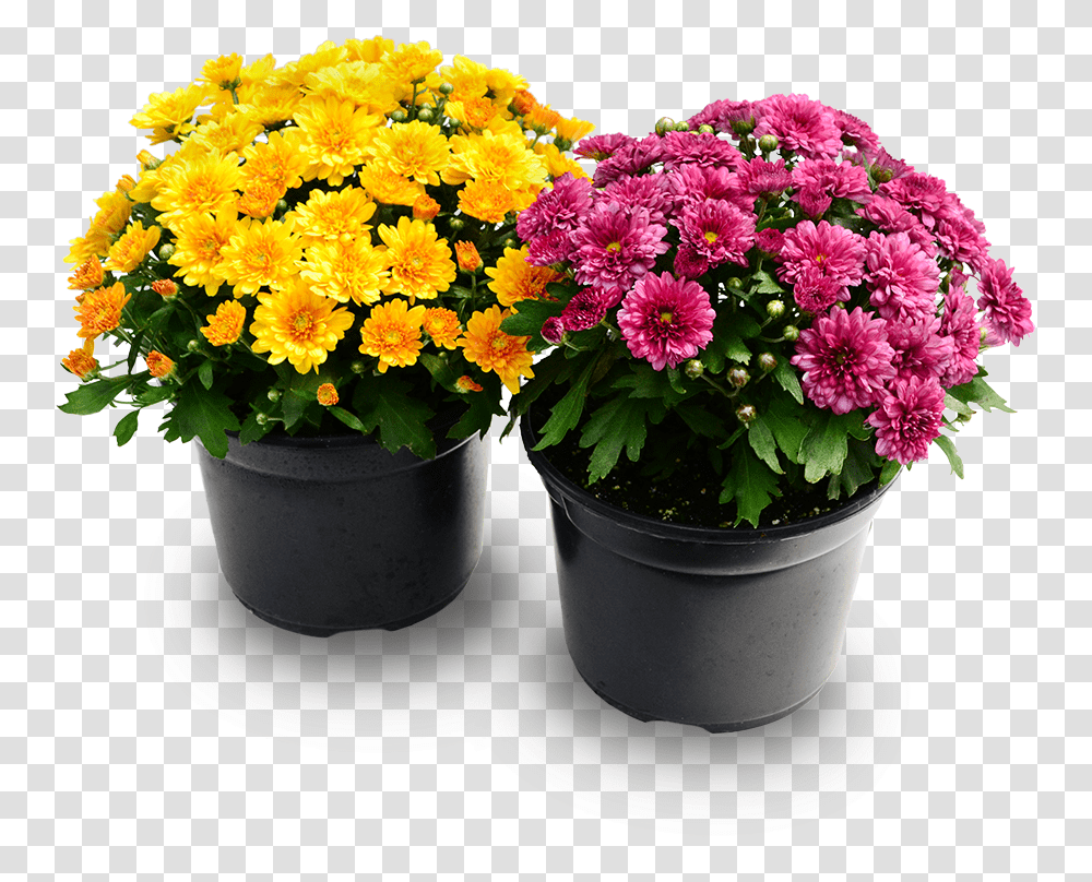 Mum Plant, Flower, Blossom, Flower Arrangement, Geranium Transparent Png
