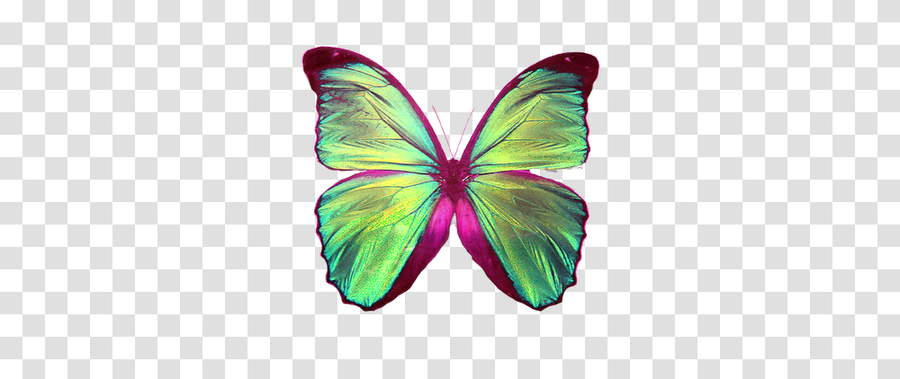 Mundo Pedido Mariposa, Ornament, Pattern, Fractal, Animal Transparent Png