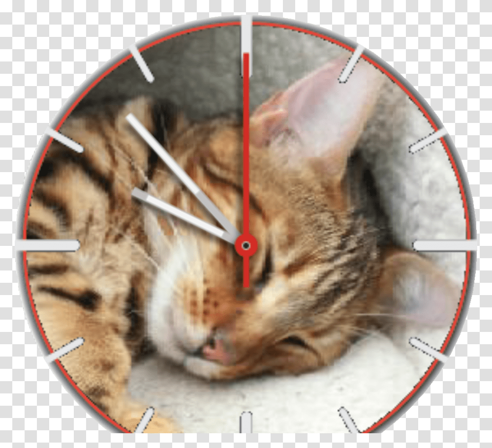 Mungotime Watch Face Preview Tabby Cat, Pet, Animal, Rat, Rodent Transparent Png