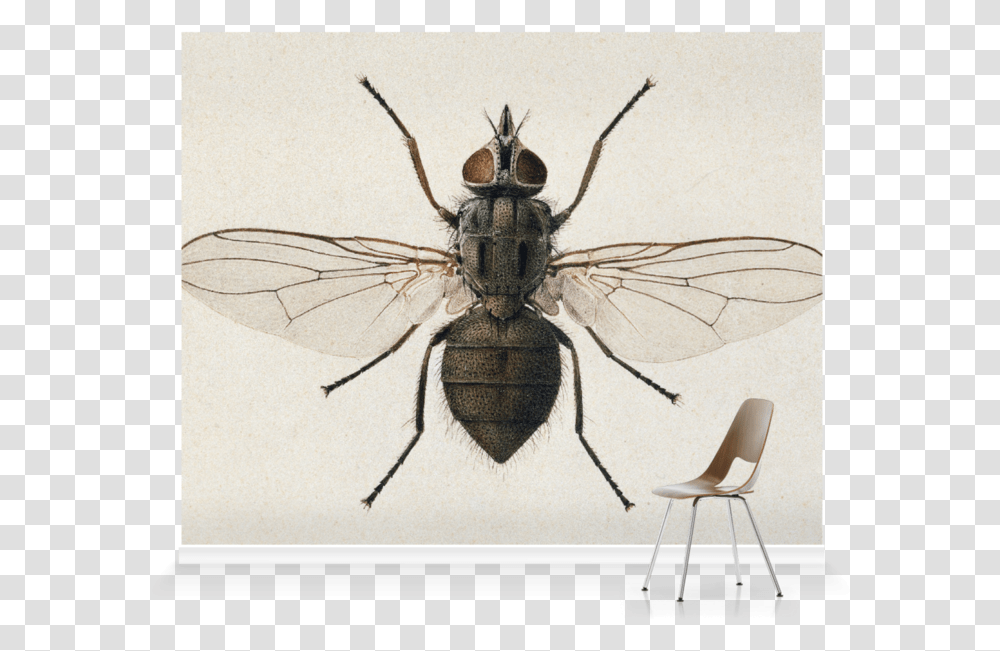Mural, Chair, Furniture, Fly, Insect Transparent Png