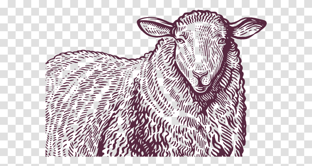 Murley Mountain Lamb Lisdergan Butchery Sheep And Label, Mammal, Animal, Wildlife, Rug Transparent Png