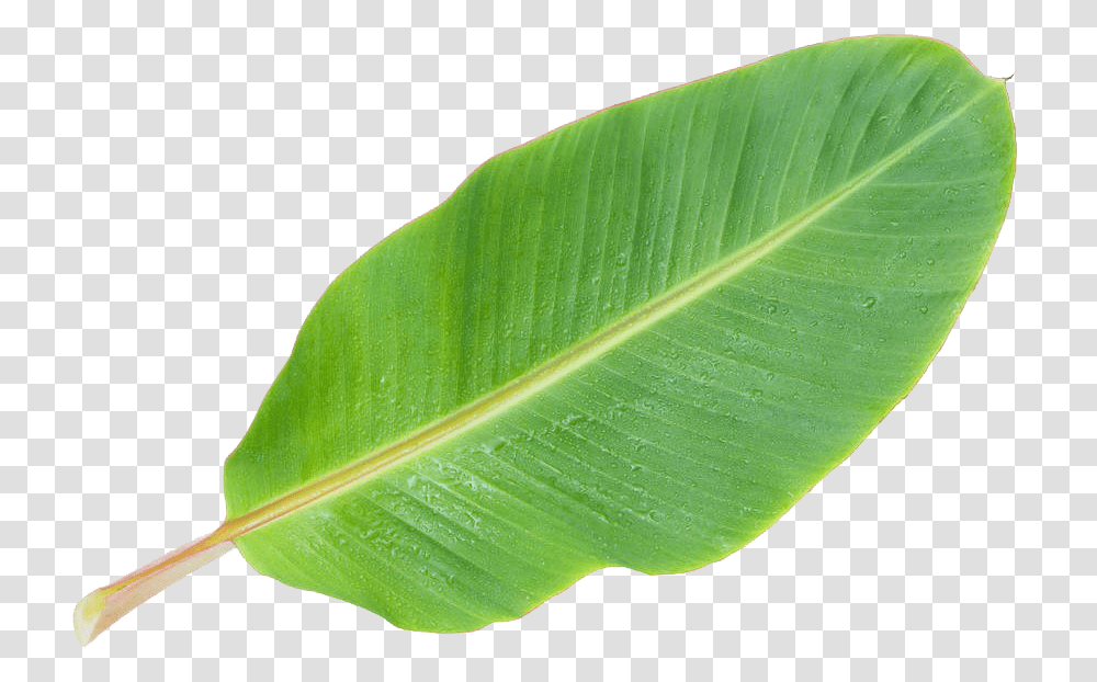 Musa Basjoo Banana Leaf Banana Leaf Picture Banana Tree Leaf Clipart, Plant, Veins, Lettuce, Vegetable Transparent Png