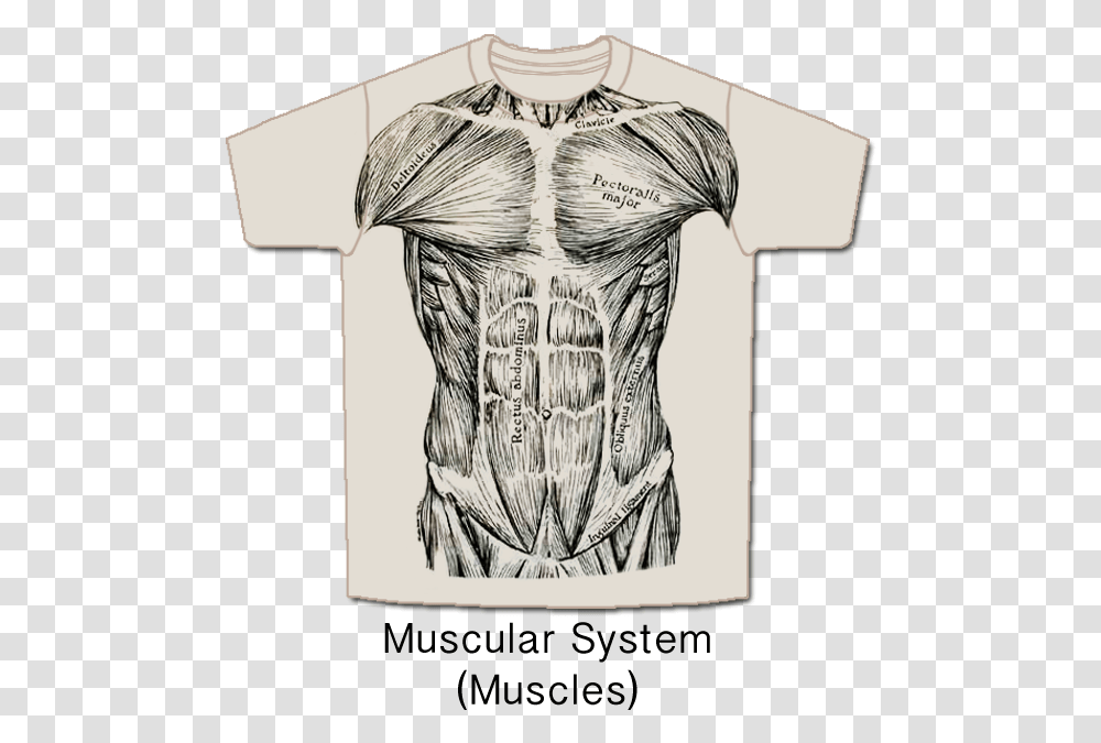 Musc Front Muscle System T Shirt, Apparel, Back, T-Shirt Transparent Png