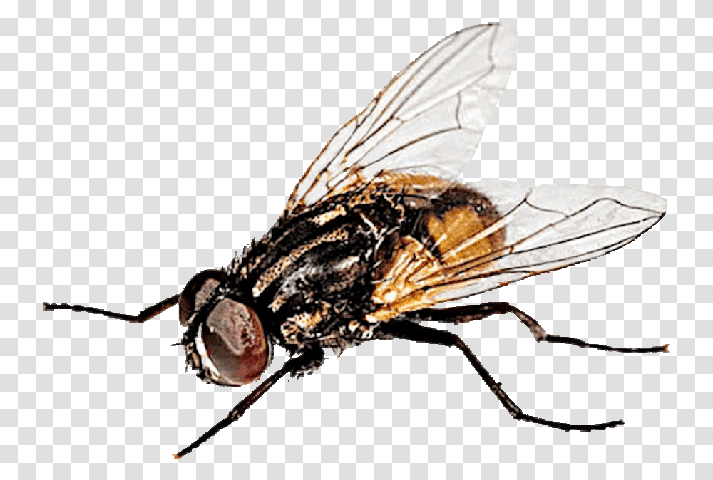Musca Domstica House Fly, Insect, Invertebrate, Animal, Asilidae Transparent Png