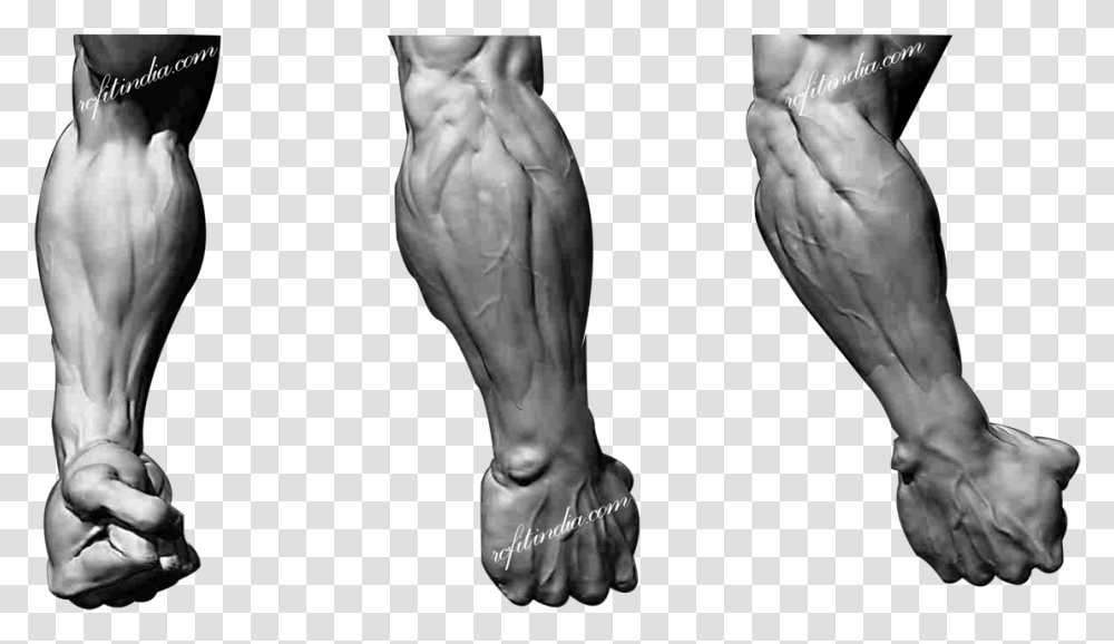 Muscle Anatomy Male Leg, Person, Human, Sculpture Transparent Png