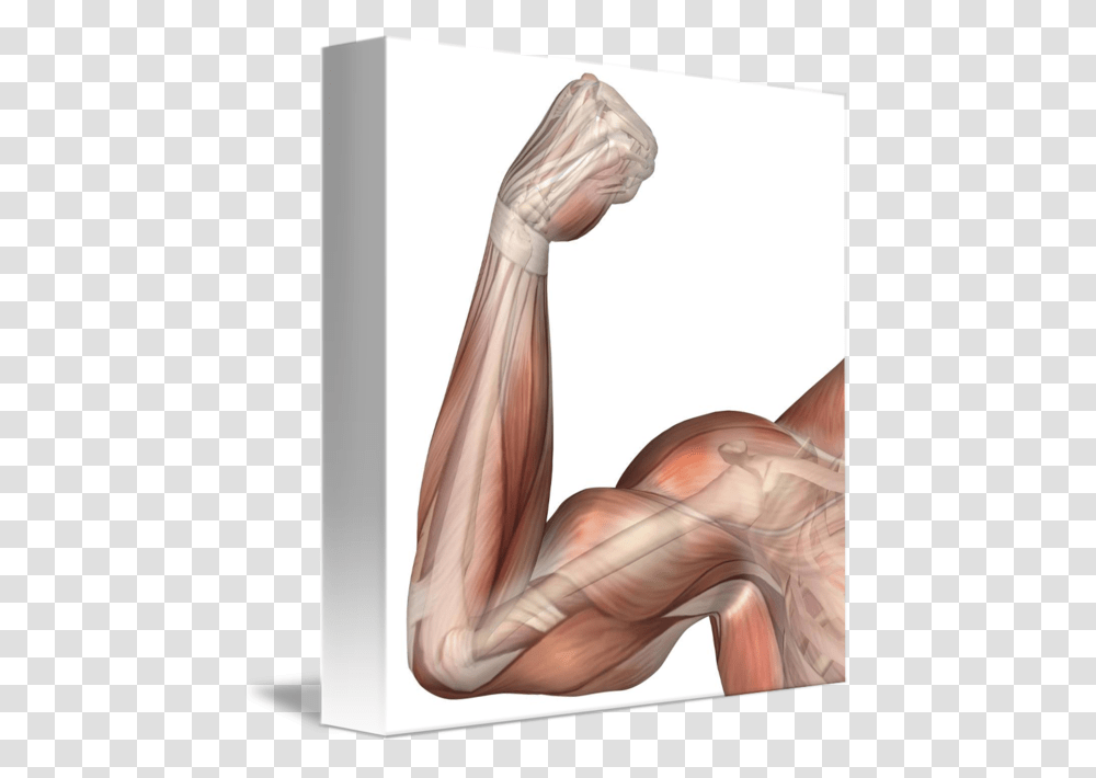 Muscle Arms Flexing Muscle Arm Diagram, Hip, Torso, Shoulder, Bird Transparent Png