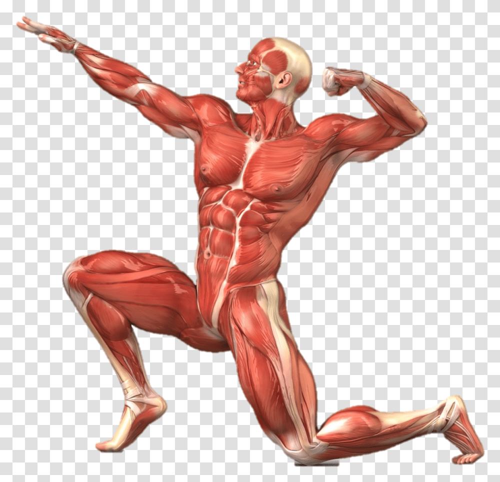 Muscle Clipart Muscular System Muscular System No Labels, Torso, Arm, Person, Human Transparent Png