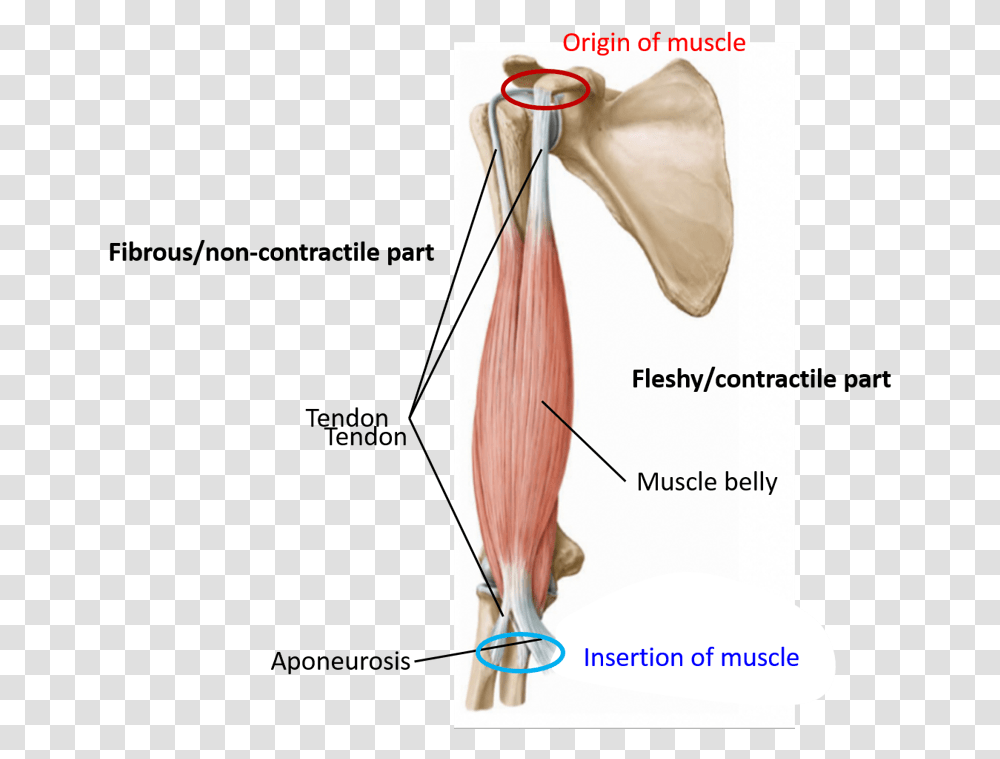 Muscle Flesy And Fibrous Parts Parts Of Skeletal Muscle, Bird, Animal, Plot, Tie Transparent Png